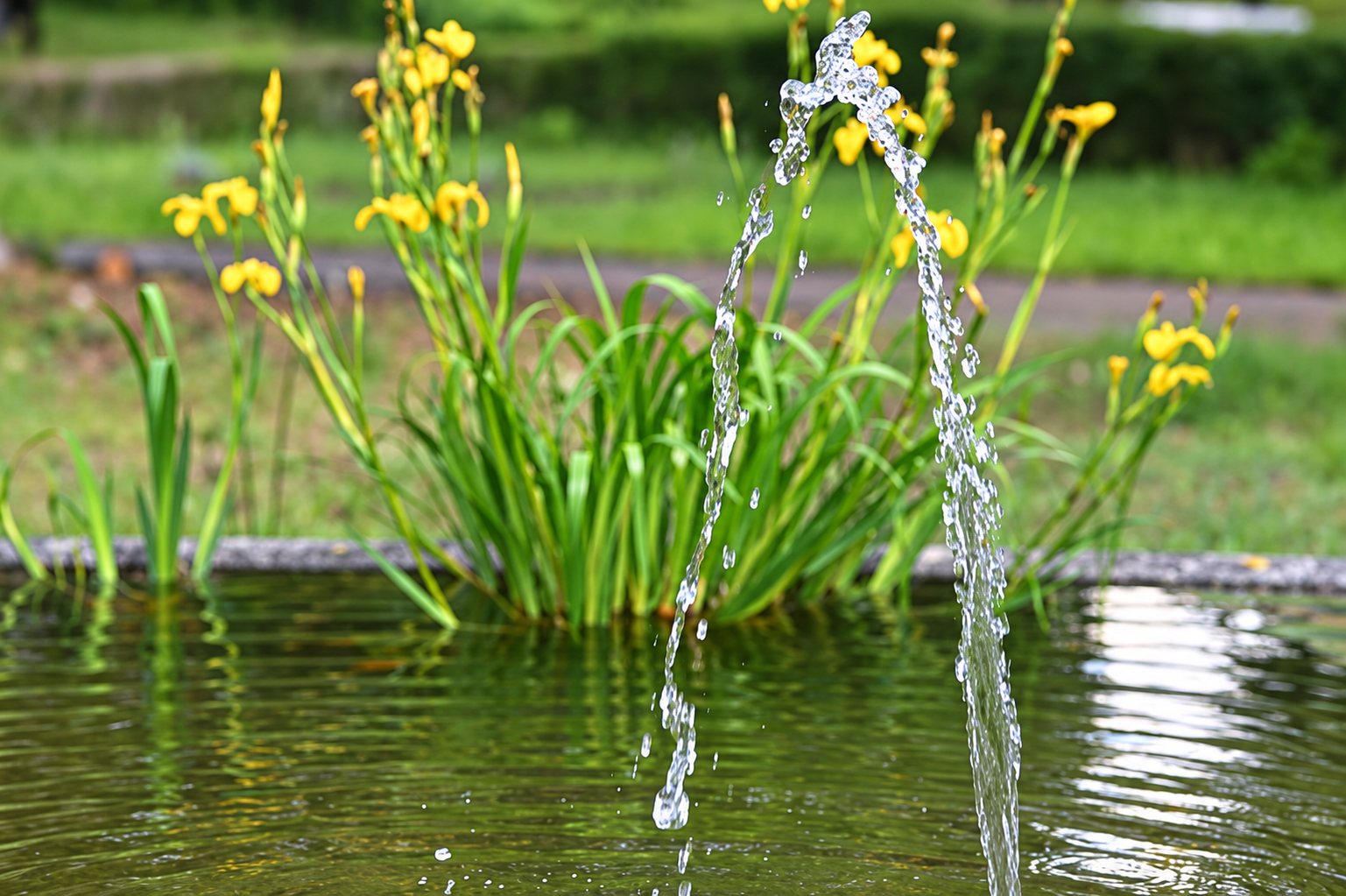 Un mince jet d'eau jaillit au premier plan d'un bassin, devant des iris jaunes en fleurs et une pelouse verte floue.